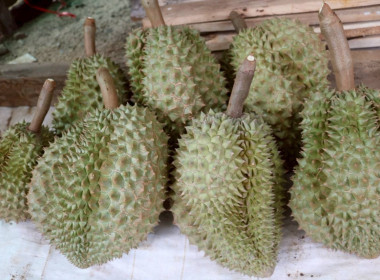 สหกรณ์โคราช ลงพื้นที่ตรวจเยี่ยมการดำเนินธุรกิจ ... พารามิเตอร์รูปภาพ 5