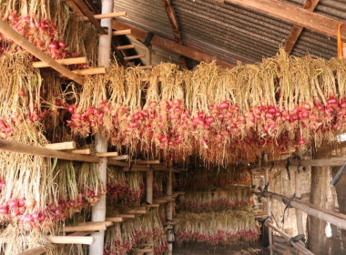 ลงพื้นที่เยี่ยมเยียนสมาชิกผู้ปลูกหอมแดง และคะน้า ... พารามิเตอร์รูปภาพ 4