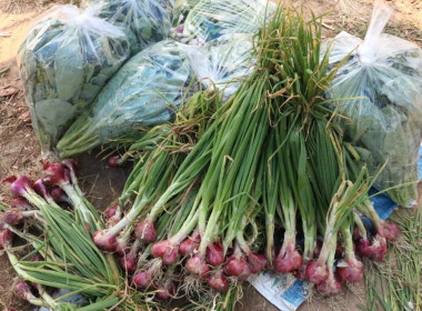 ลงพื้นที่เยี่ยมเยียนสมาชิกผู้ปลูกหอมแดง และคะน้า ... พารามิเตอร์รูปภาพ 5