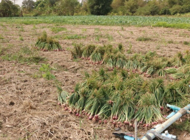 ลงพื้นที่เยี่ยมเยียนสมาชิกผู้ปลูกหอมแดง และคะน้า ... พารามิเตอร์รูปภาพ 6