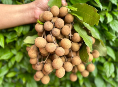 COOPKORAT กระจายลำไยคุณภาพ ... พารามิเตอร์รูปภาพ 6