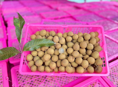 COOPKORAT กระจายผลผลิตทางการเกษตร ... พารามิเตอร์รูปภาพ 9