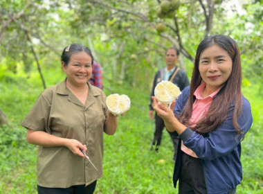 “ข้าว-ส้มโอ” เดินหน้า สหกรณ์การเกษตรสูงเนิน จำกัด พารามิเตอร์รูปภาพ 2