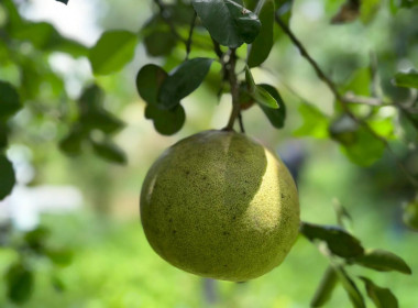 “ข้าว-ส้มโอ” เดินหน้า สหกรณ์การเกษตรสูงเนิน จำกัด พารามิเตอร์รูปภาพ 3
