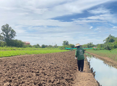 ดินดี ผลผลิตงอกงาม สารปรับสภาพดิน (หินภูเขาไฟ) พารามิเตอร์รูปภาพ 3
