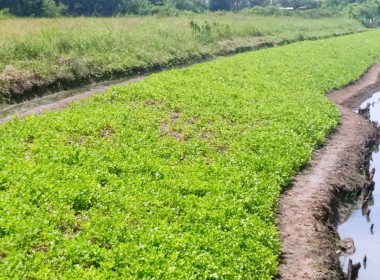 ดินดี ผลผลิตงอกงาม สารปรับสภาพดิน (หินภูเขาไฟ) พารามิเตอร์รูปภาพ 2