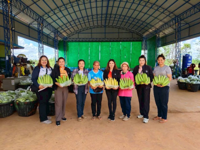 เร่งกระจายกล้วยหอมทอง หนุนช่วย ... พารามิเตอร์รูปภาพ 1