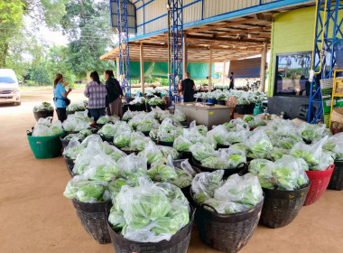 เร่งกระจายกล้วยหอมทอง หนุนช่วย ... พารามิเตอร์รูปภาพ 2