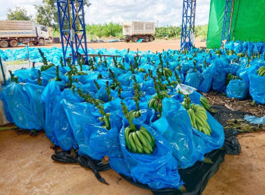 เร่งกระจายกล้วยหอมทอง หนุนช่วย ... พารามิเตอร์รูปภาพ 1