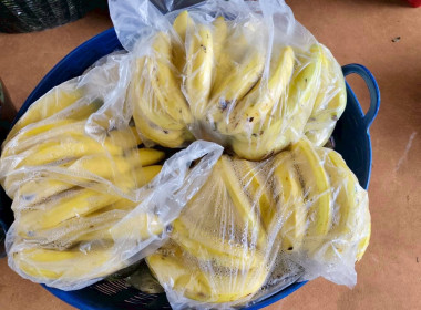 เร่งกระจายกล้วยหอมทอง หนุนช่วย ... พารามิเตอร์รูปภาพ 4