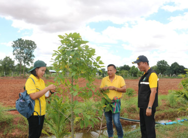 สหกรณ์โคราช ลงพื้นที่ติดตาม โครงการนำลูกหลานเกษตรกรกลับบ้าน ... พารามิเตอร์รูปภาพ 2