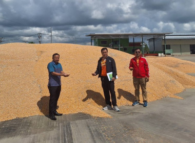 ติดตามการรับซื้อผลผลิตข้าวโพดเลี้ยงสัตว์ ... พารามิเตอร์รูปภาพ 1
