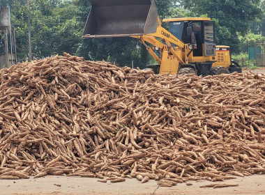สหกรณ์การเกษตรนิคมฯ พิมาย จำกัด “ เปิดลานรับซื้อมันสำปะหลัง ... พารามิเตอร์รูปภาพ 1