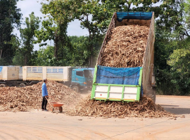 สหกรณ์การเกษตรนิคมฯ พิมาย จำกัด “ เปิดลานรับซื้อมันสำปะหลัง ... พารามิเตอร์รูปภาพ 5