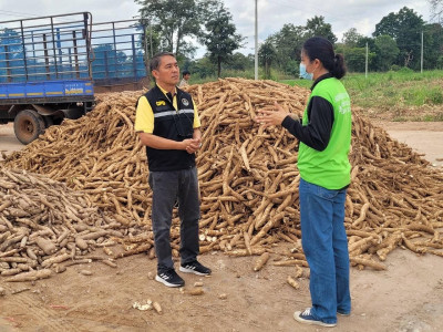 สหกรณ์การเกษตรจักราช จำกัด รวบรวมมันสำปะหลัง สมาชิกสหกรณ์ฯ ... พารามิเตอร์รูปภาพ 1