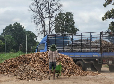 สหกรณ์การเกษตรจักราช จำกัด รวบรวมมันสำปะหลัง สมาชิกสหกรณ์ฯ ... พารามิเตอร์รูปภาพ 3