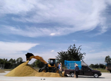 สหกรณ์การเกษตรบัวลาย จำกัด เปิดลานรับซื้อผลผลิตทางเกษตรกร ... พารามิเตอร์รูปภาพ 1