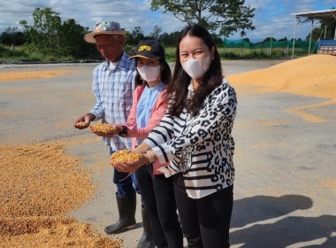 ติดตามการรวบรวม​ผลผลิต​ของสหกรณ์​การเกษตร​เพื่อ​การตลาด​ลูกค้า​ธ.ก.ส.นครราชสีมา​ จำกัด​ ได้เปิดจุดรับซื้อข้าวโพด​เลี้ยง​สัตว์​ ... พารามิเตอร์รูปภาพ 1